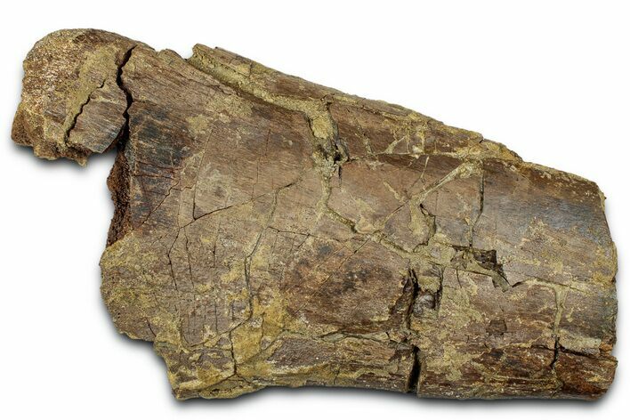 Fossil Dinosaur Bone Section - Wyoming #331023